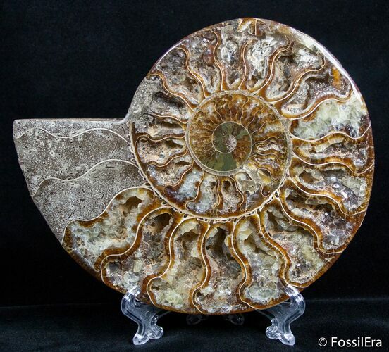 Inch Split Ammonite (Half) #2610